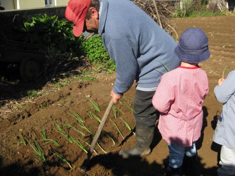 Algumas crianças aprenderam, fazendo a plantação da planta que dá a cebola para usar na escola, na confeção das refeições.